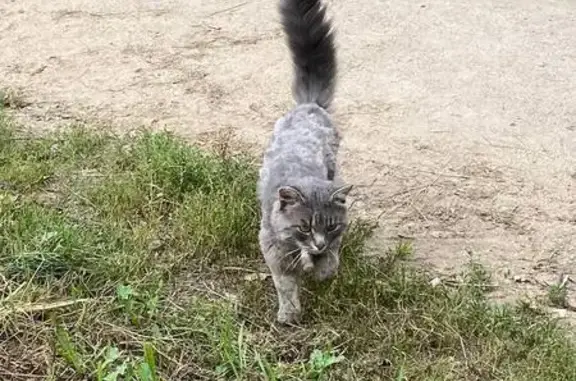 Найдена кошка, Челябинск, фото: Кошка найдена: Коркинская ул, 5, Челябинск