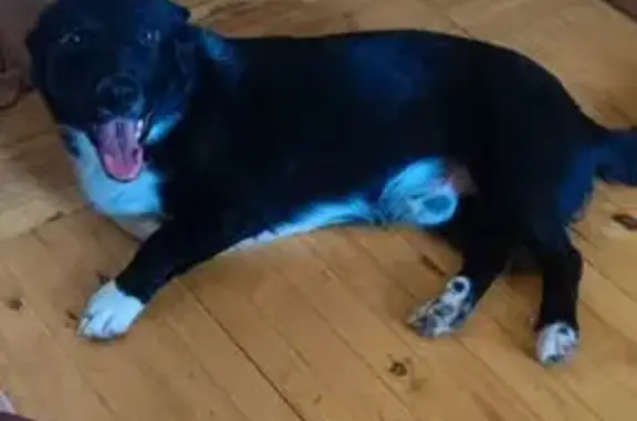 Найдена собака, Уфа, ул. Кувыкина