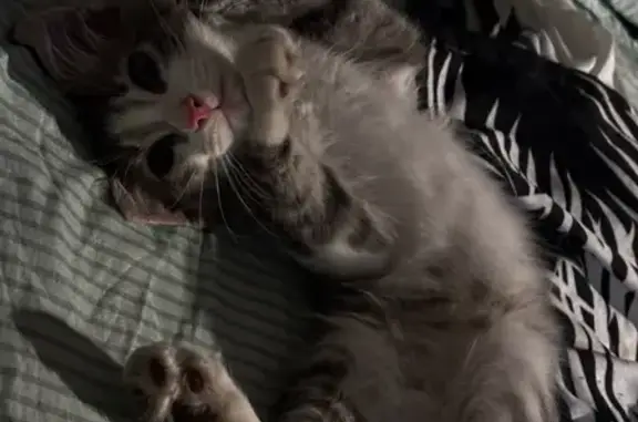 Кошка найдена: Пономаренко, 41, Краснодар