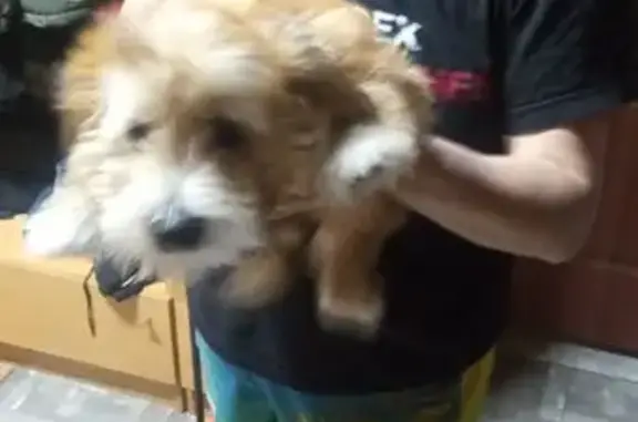 Собаки потеряшки, , фото: Потеряшка собака, Комбинатная ул., 57, Ижевск