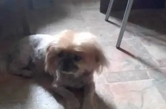 Собаки потеряшки, Хабаровск, фото: Потеряшка собака, Краснореченская 72, Хабаровск