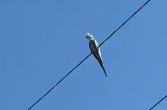 Пропала птица, Нижняя Елюзань, Пенз. обл.