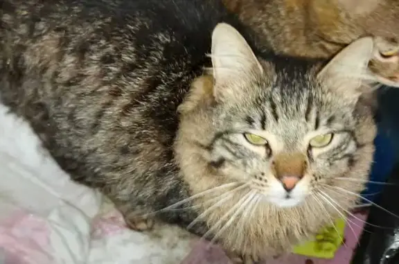 Пропал котик, ул. Ульянова, 122, Сочи