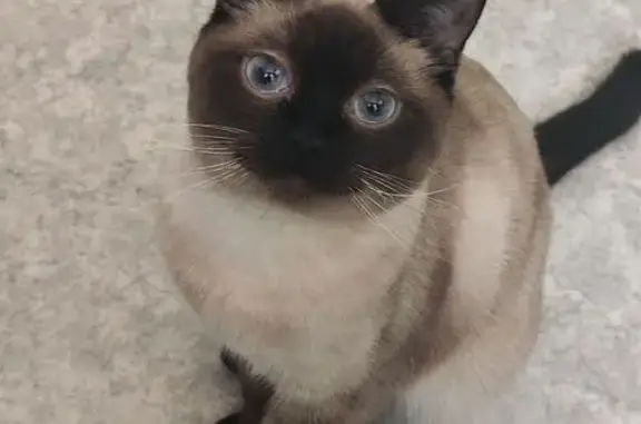 Пропала тайская кошка, Героев Североморцев, 55