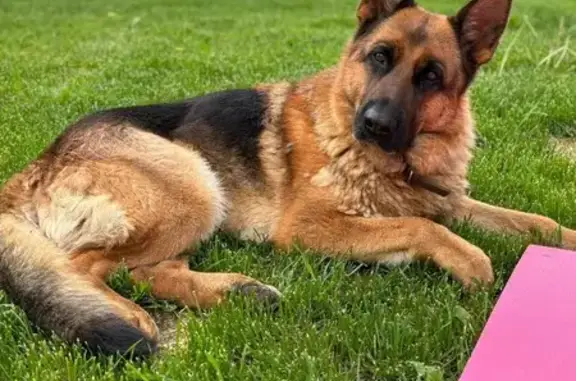 Собаки потеряшки, Верхняя Пышма, фото: Потеряшка овчарка, ул. Металлургов 18, В.Пышма