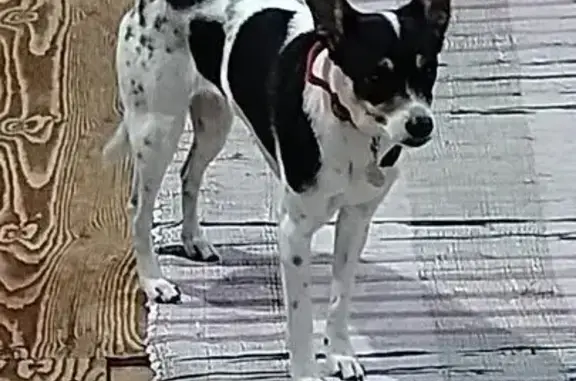 Собаки потеряшки, Марковское, фото: Потеряшка собака, Марковское, Иркутская обл.