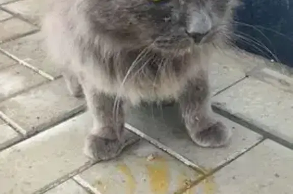 Найдена кошка, Сортавала, фото: Кошка найдена у Магнита, Новая ул, 7