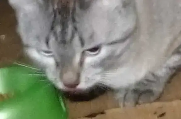 Красивая кошка найдена на ул. Фадеева