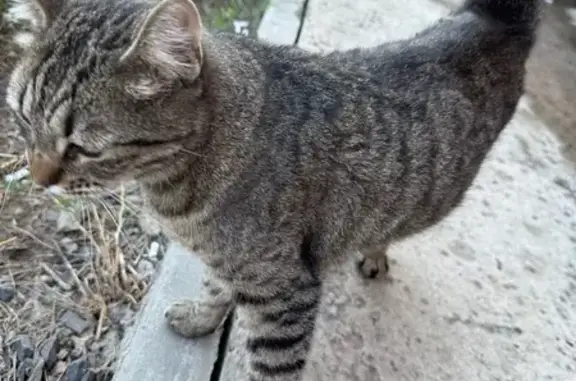 Найдена кошка, Ростов-на-Дону, фото: Кошка найдена: ул. Шаповалова, 1Е с2