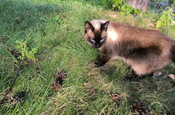 Кошка найдена: Зелёная ул., Марциальные Воды - photo