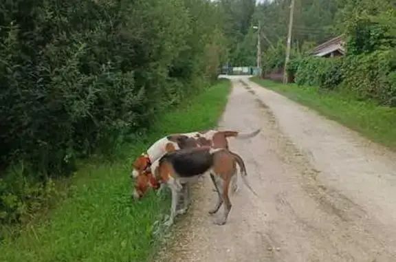 Собаки с GPS у СНТ Дружба Дальняя