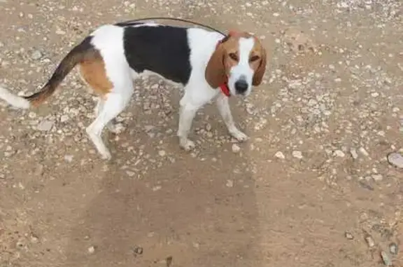 Найдена собака, Владимирская область, фото: Собака найдена в Лесном Хуторке, Владимирская обл.