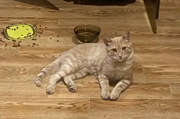 Пропала кошка, Михалковская ул. 32 с5
