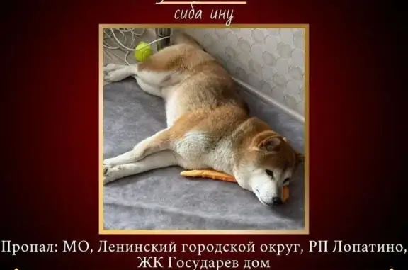 Пропала собака, Солнечный бул., 13, Лопатино