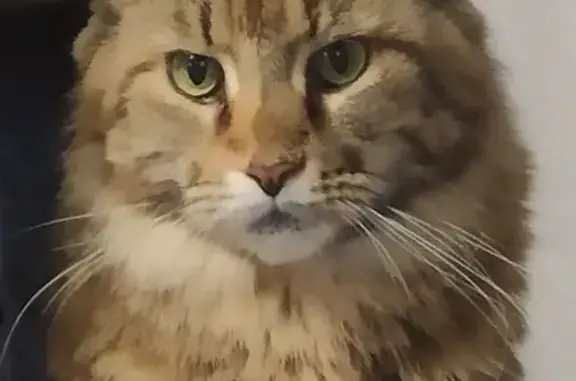 Пропала кошка, Володарского 31, Шадринск