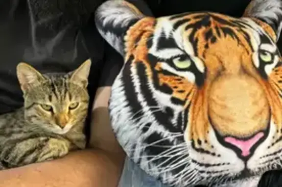 Кошки потеряшки, , фото: Потеряшка кошка на Агаева, 50, Параул