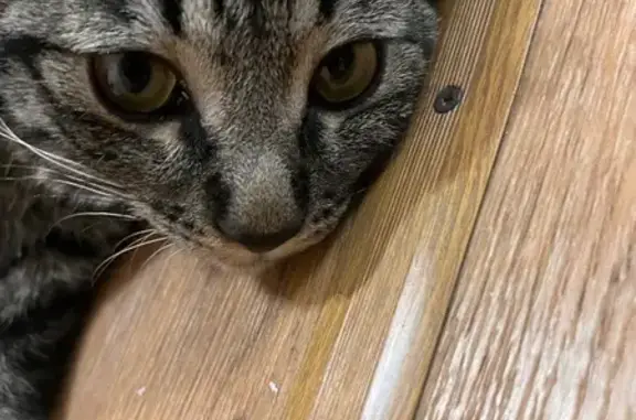 Найдена кошка, Владивосток, фото: Кошка найдена на Калинина, 84 с1, Владивосток