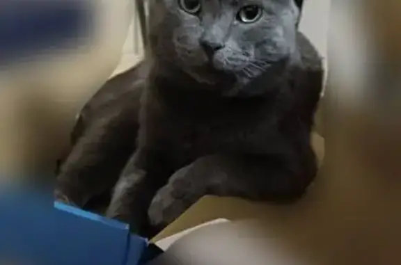 Кошки потеряшки, Нефтекумск, фото: Потеряшка кошка, ул. Чернышевского, 11