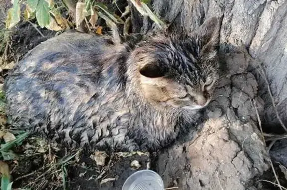 Найдена кошка, Саратов, фото: Кошка найдена: Огородная 158, Саратов