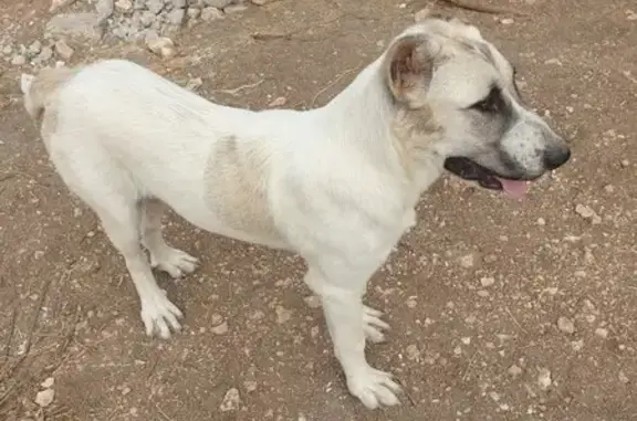 Найдена собака, Севастополь, фото: Севастополь: найдена собака