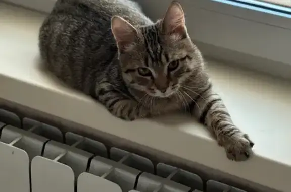 Кошки потеряшки, Ижевск, фото: Потеряшка кошка, ул. Н. Островского, 19