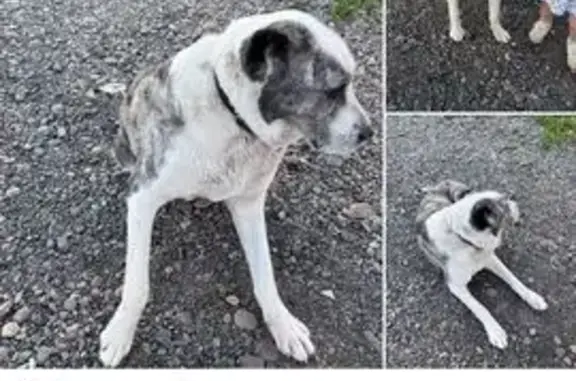 Собаки потеряшки, , фото: Потеряшка собака, Зыково, Октябрьская 15