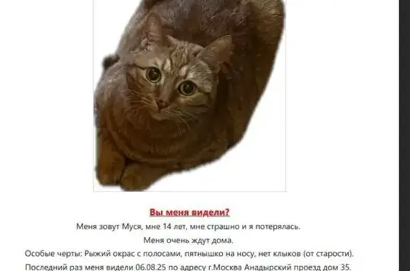 Кошки потеряшки, Москва, фото: Потеряшка кошка, Анадырский пр., 35, Москва