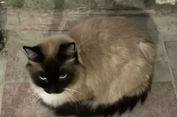 Сиамская кошка найдена, Алексеева 21/4