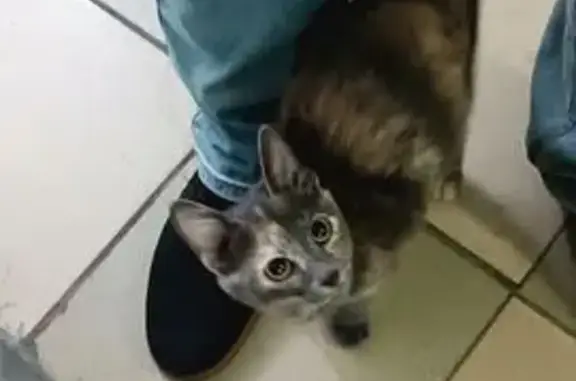 Найдена кошка, Иркутск, фото: Иркутск, Радужный 123: найден котенок