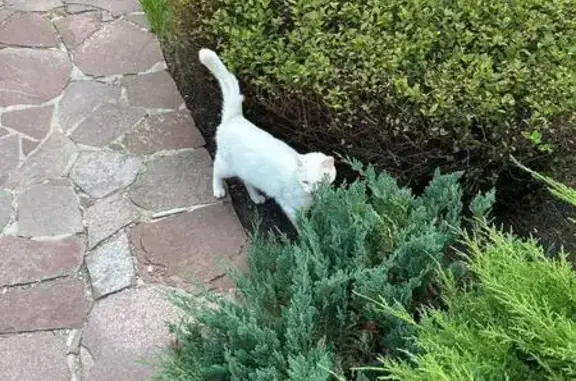 Найдена белая кошка, Абрикосовая 1, Челябинск