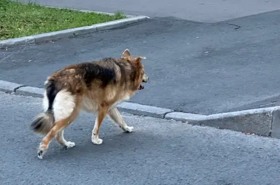 Собака найдена на Ленина, 43, Кронштадт