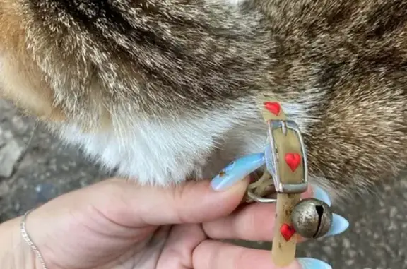 Кошка найдена, ул. Орджоникидзе, Тверь