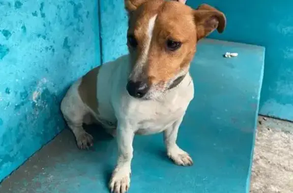 Найдена собака, Ивняковское сельское поселение, фото: Собака найдена у Чурилковского кладбища