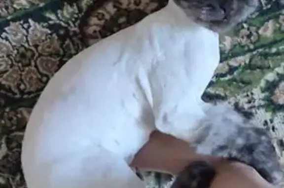 Кошки потеряшки, Сыктывкар, фото: Потеряшка кошка, Школьная ул., 5, Сыктывкар