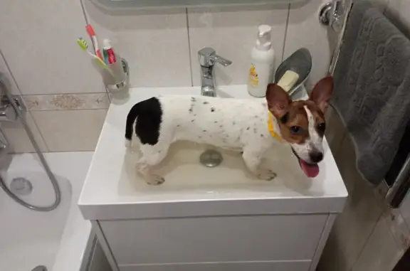 Собаки потеряшки, Самара, фото: Потеряшка собака на ул. Свободы, 161, Самара