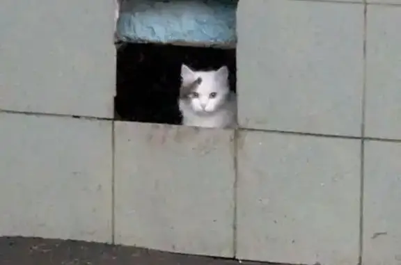 Найдена кошка, Альметьевск, фото: Кошка найдена: ул. Шевченко, 94, Альметьевск