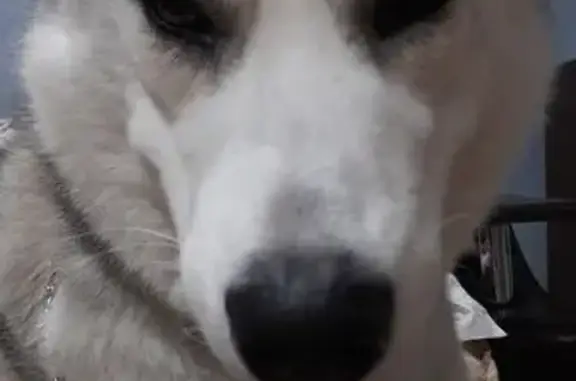 Пропала собака, Липовка, Волгоградская обл.