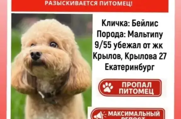 Собаки потеряшки, Екатеринбург, фото: Потеряшка собака, Заводская 38, Екатеринбург