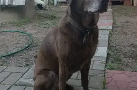 Найдена собака: Центральная ул, 23А