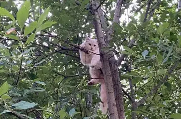 Кошка найдена: ул. Батова, 26, Ярославль