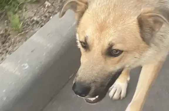 Найдена собака, Калужская область, фото: Собака найдена в ЖК Бавария, Калужская обл.