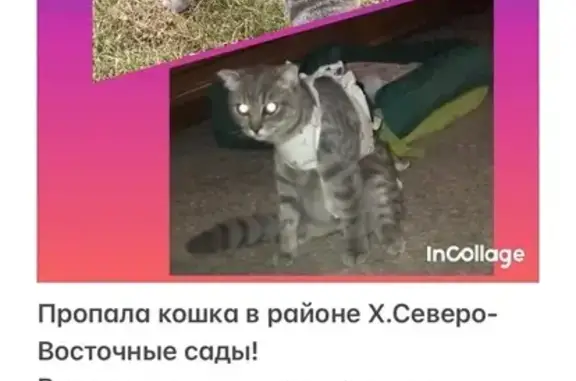 Пропала кошка, Садовая ул. 2А