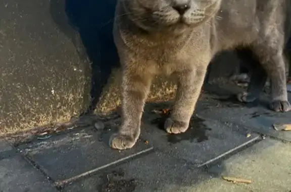 Кошка найдена: ул. Энгельса, 5, Тамбов