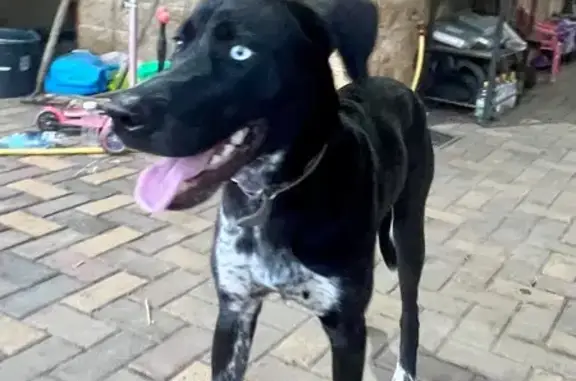 Найдена собака, Ставрополь, фото: Ставрополь: найден пёс, Солнечная 331