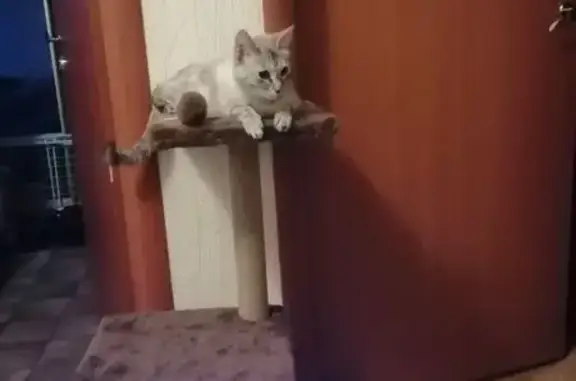 Пропала сиамская кошка, Столярный 29