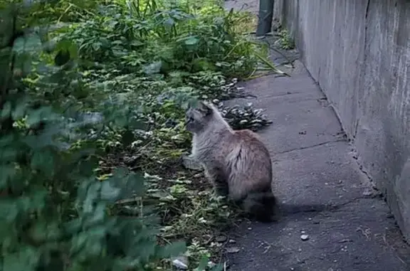 Найдена кошка, Тверь, фото: Кошка найдена: ул. Фарафоновой, 43, Тверь