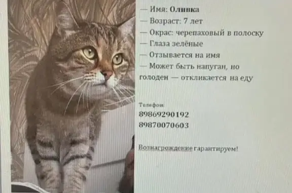 Кошки потеряшки, Казань, фото: Потеряшка кошка, ул. Восстания, 101, Казань