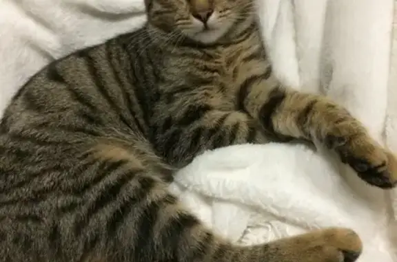 Кошки потеряшки, Ульяновск, фото: Потеряшка кошка, Ульяновск, ул. 3 Интернационала 6