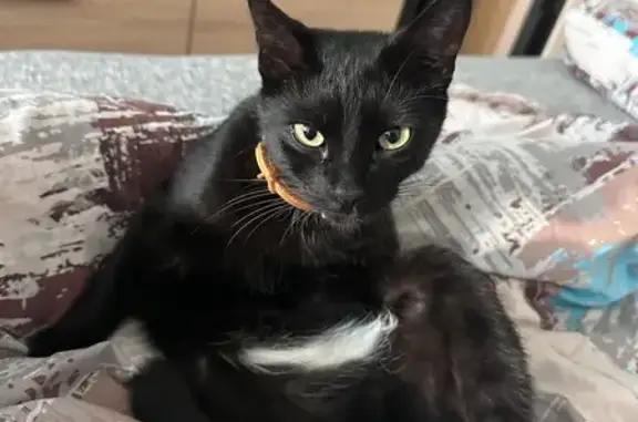 Кошки потеряшки, Симферополь, фото: Потеряшка кошка Буся, Краснознамённая 37