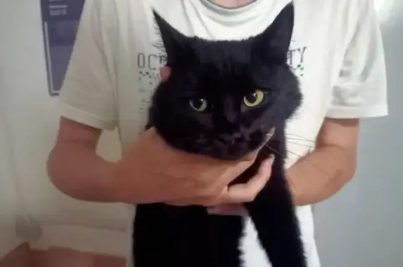 Найдена кошка, Челябинск, фото: Кошка найдена: ул. Духова, 6, Челябинск